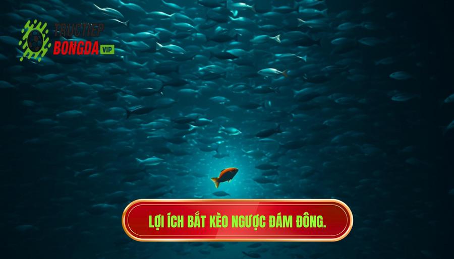 Tại sao nên áp dụng kinh nghiệm bắt kèo ngược đám đông?